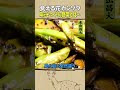 東出昌大 / 食える花・カンゾウ
