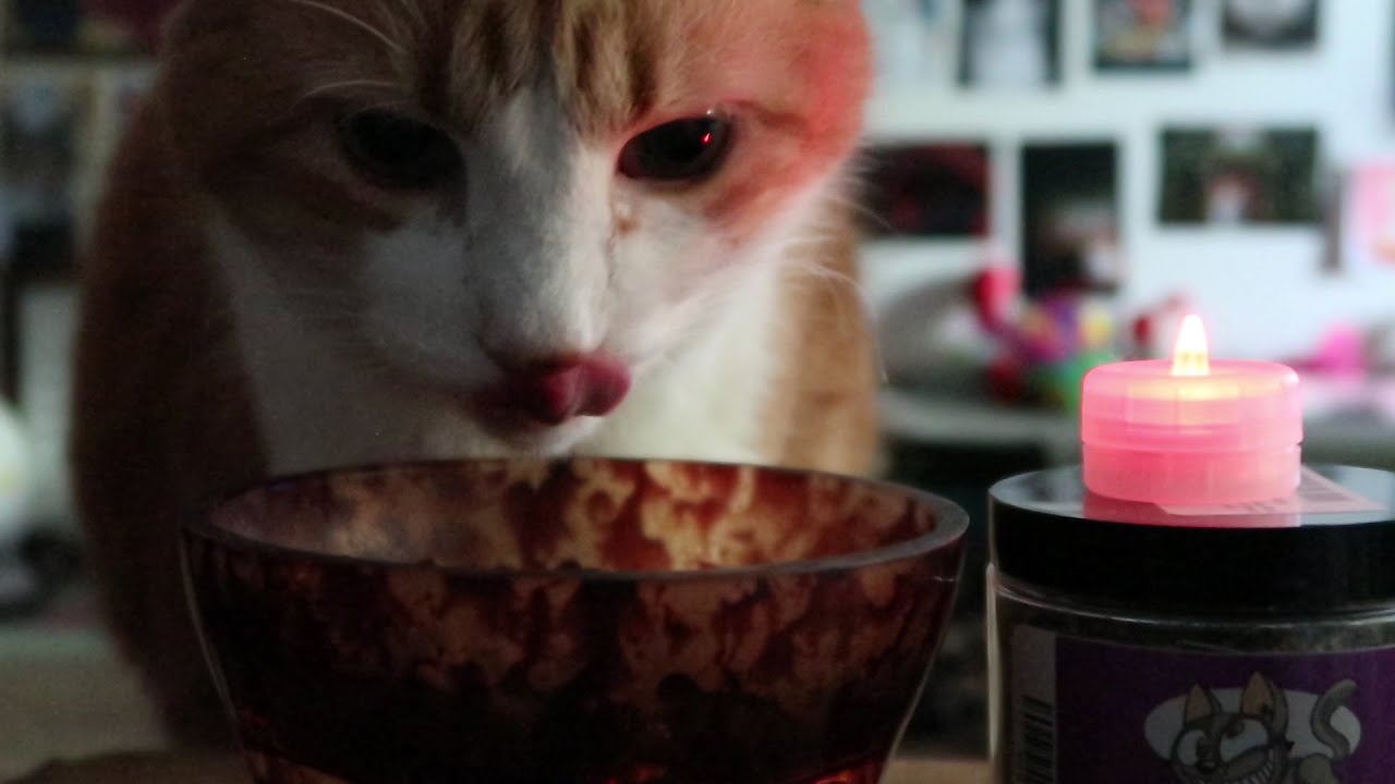 Cat Eats His Dinner YouTube