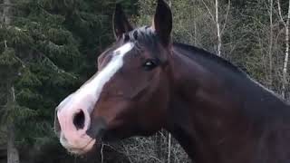 اجمل رنة صهيل الخيل 💕🐎