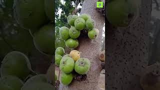 Bergenin phytochemicals- ficus fruit ?? status of nature trending amazing viral