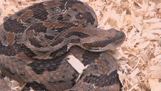 Wildlife expert explains how to keep snakes away from your property during warmer months
