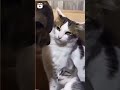 Are you SERIOUSLY 🐈‍⬛👀👊🐕