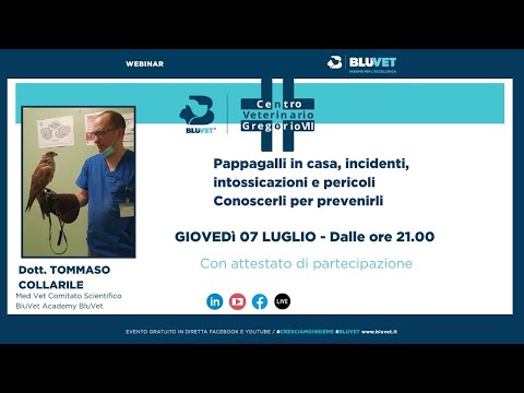 Video: Avvelenamento da piombo: ancora una preoccupazione per gli animali domestici