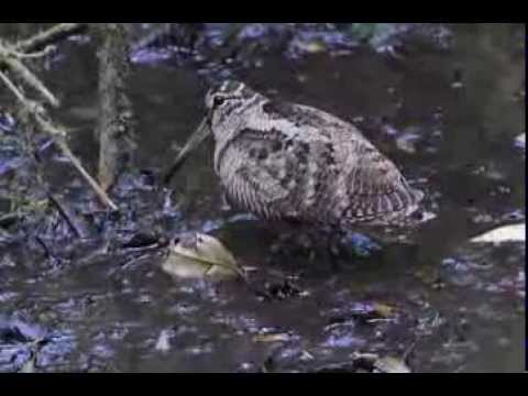 นกปากซ่อมดง Eurasian Woodcock โดย ลมหลวง 