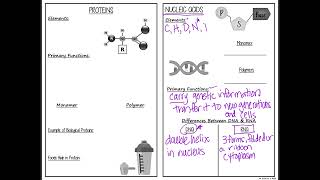 #5 Macromolecules Graphic Organizer 4