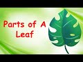 Parts of a Leaf and their Functions | Parts of Leaf Explained | Food Factory of a Plant