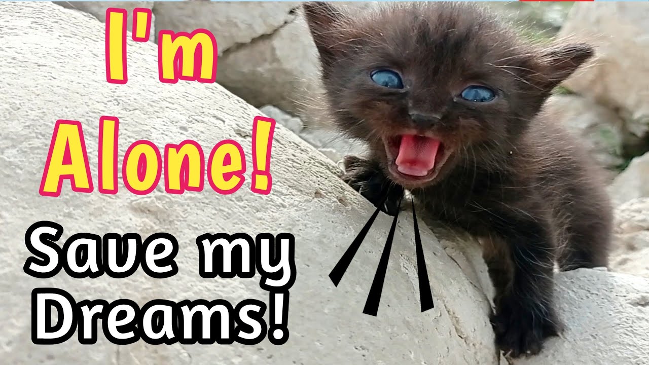 Rescue a Tiny Kitten who is Crying because its Mother has Left it Alone ...