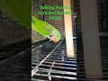 Talking Parrot #alexandrine #parakeet #talkingparrotscareandroutine #youtubeshorts #shorts