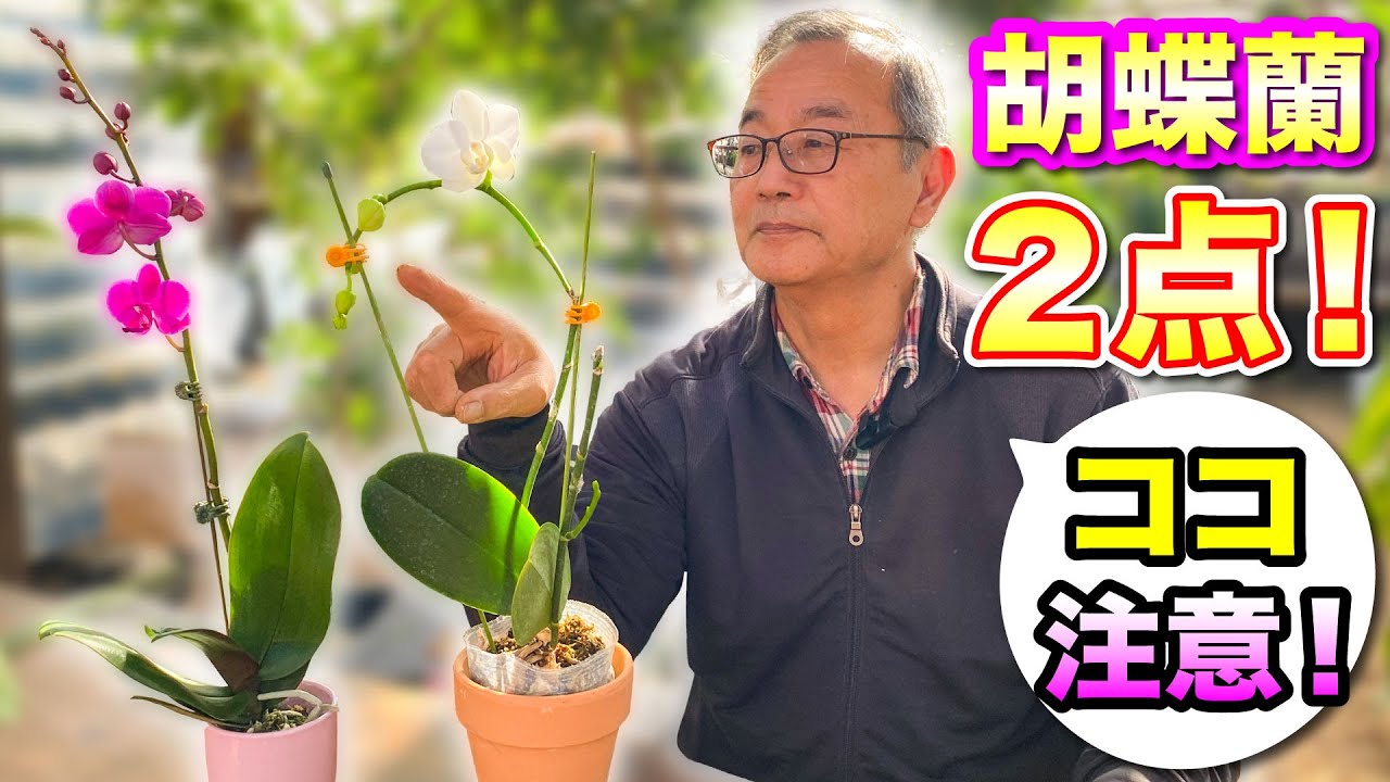 胡蝶蘭 】ココ間違えやすいのでチェックです！花向きを整えるには2つの