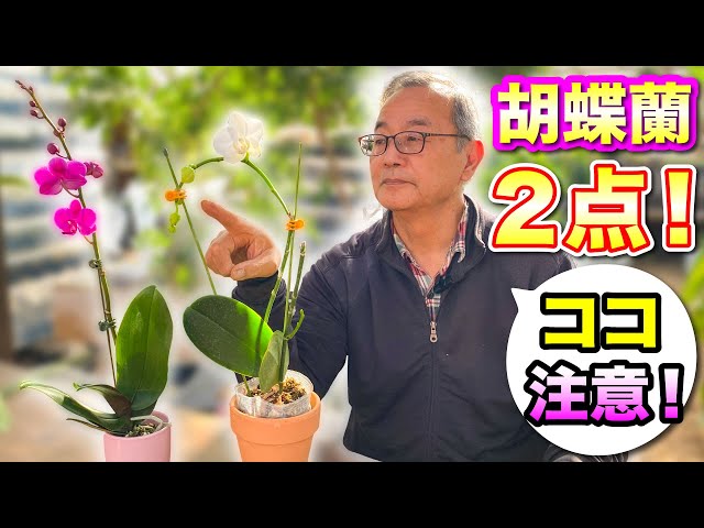 胡蝶蘭 】ココ間違えやすいのでチェックです！花向きを整えるには2つの