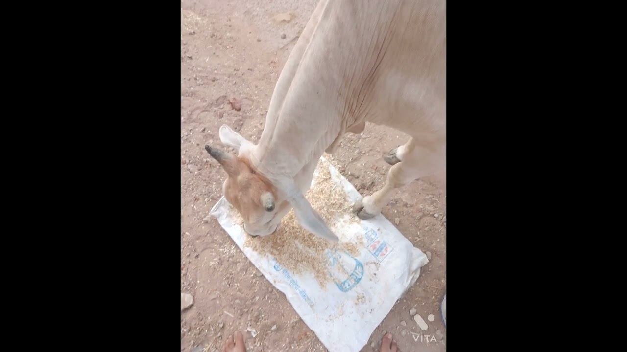 please help voiceless animals