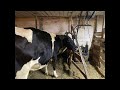 Старинный и современный подход к кормлению коров и телят