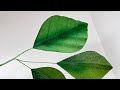 Leaf tutorial