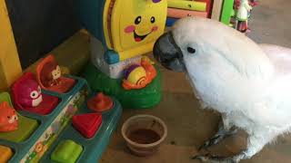 How my cockatoo delays bedtime...