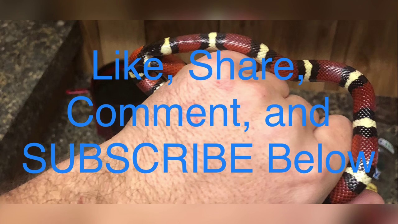 snake bites man on porch Beautiful and Elusive Tamaulipan Milk Snake!