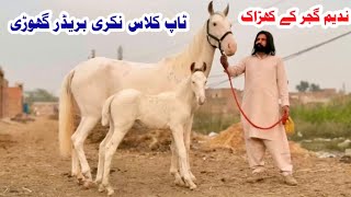 Top Class Nukri Breeder Ghodi | Pregnant Mare For Sale | Pakistani Local Horse Breed | Nukri Ghodi 