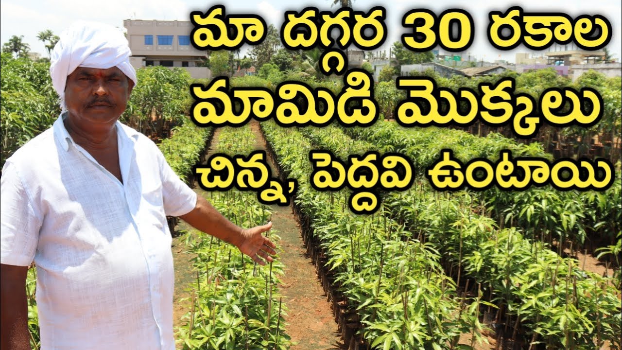 30 Types Mango Plants at Kadiyam Nursery | రైతు బడి