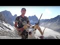 Into the Sun: Dall Sheep in the Yukon