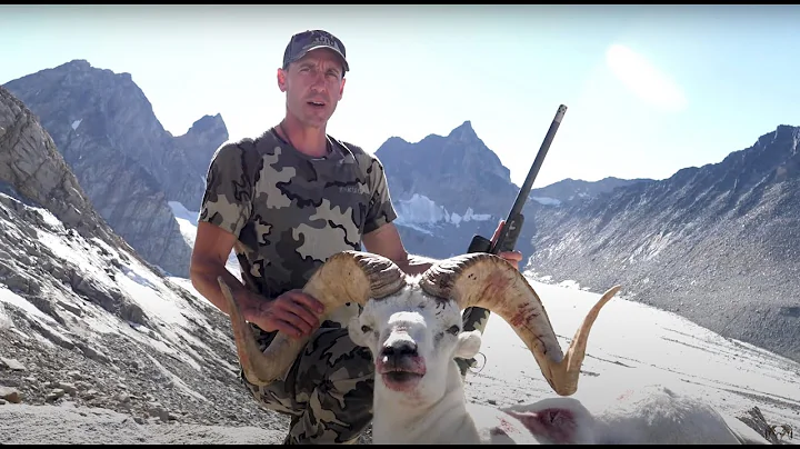 Into the Sun: Dall Sheep in the Yukon