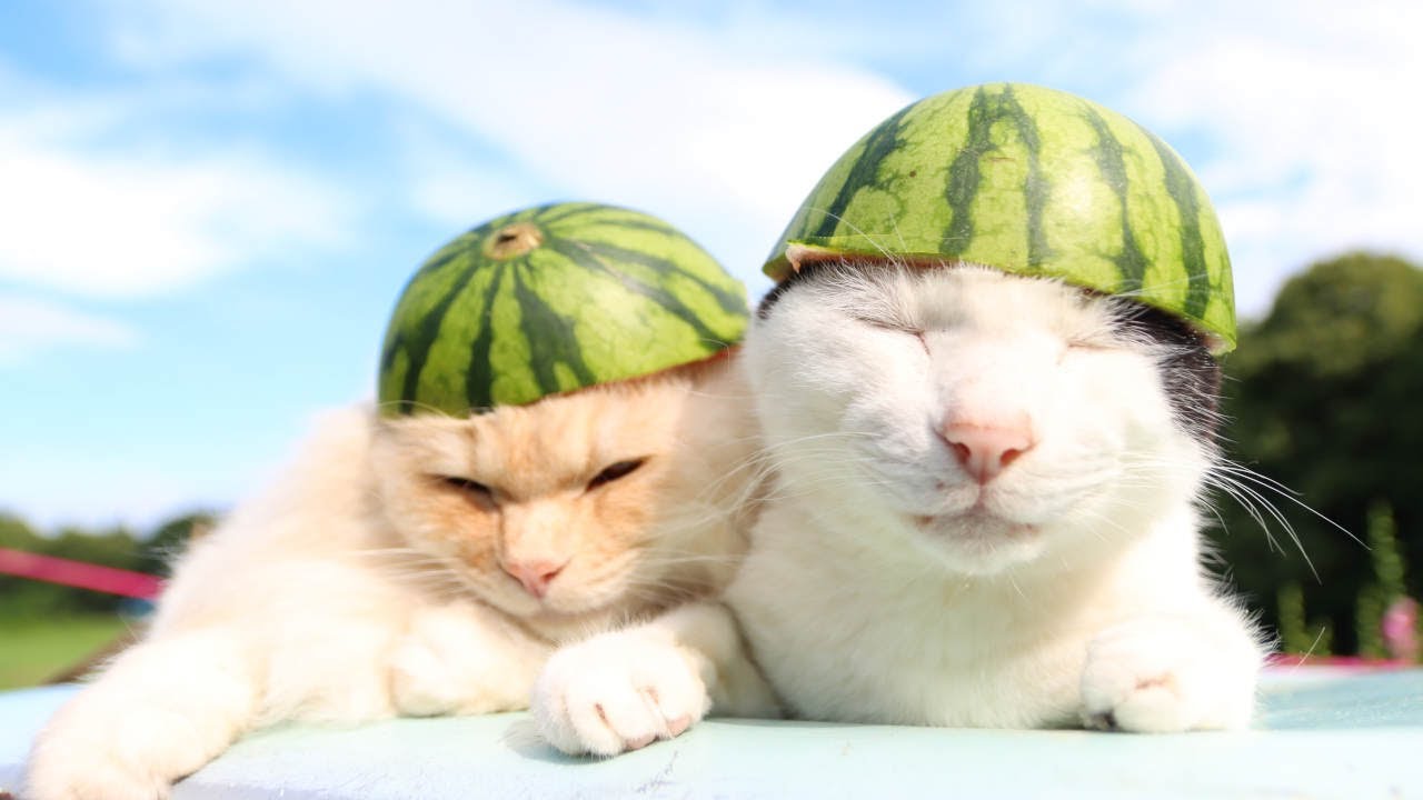 スイカの皮帽子 220814 - YouTube