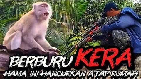 KETIKA KERA LIAR HANCURKAN ATAP RUMAH WARGA ⭕ berburu kera 🚫 monkey hunting