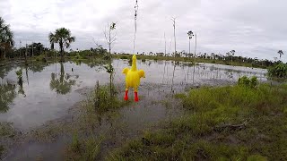 TESTANDO ISCAS PARA TRAIRA, FRANGUINHO E RATINHO, pescaria