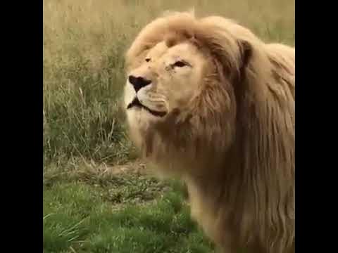 Lion rut - YouTube