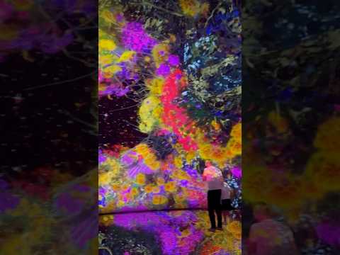 TeamLab Phenomena Abu Dhabi - это масштабный новый интерактивный музей #петрованедома #путешествия