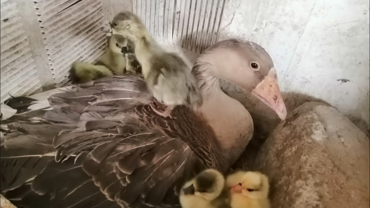 رشيتها مرة واحدة على بيض الوز فقس كله مرة واحدة