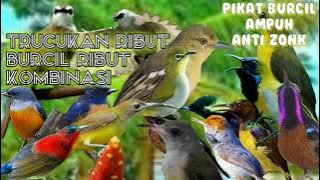 pikat burung kecil burcil ribut kombinasi trucukan ribut