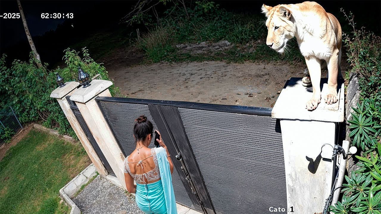 Animales Salvajes Invaden Ciudades y Son Captados por Cámaras