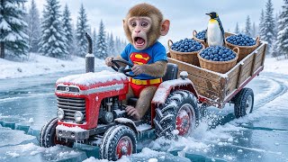 Monkey Funky’s Blueberry Harvest Turns CHAOTIC as Ice Melts — Penguin Rescue Saves the Day! 😱🐧🫐