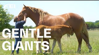 The Suffolk Punch Trust: Breeding historic horses | RIDE presented by Longines