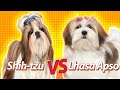 LHASA APSO vs SHIH-TZU | Duelos de raças Baw Waw の動画、YouTube動画。