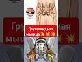 Грушевидная мышца | Musculus Piriformis | Анатомия