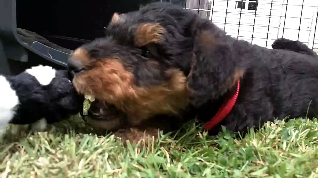 cute airedale puppies