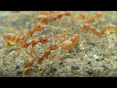 Science in Action: Rafting Fire Ants | California Academy of Sciences