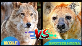 Wolf vs Hyena in hindi| भेड़िया बनाम लकड़बग्घा |कौन अधिक शक्तिशाली है?? | Hyena vs Wolf comparison.