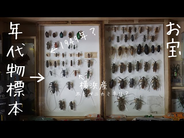 アトリエにある年代物の標本がやばすぎる…！！【昆虫標本】 - YouTube