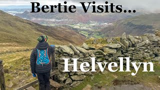 Bertie Visits… Helvellyn