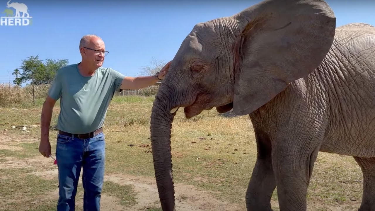 Baby Elephant, Khanyisa Chases Off The Warthogs! Plus Quality Time with the Herd!