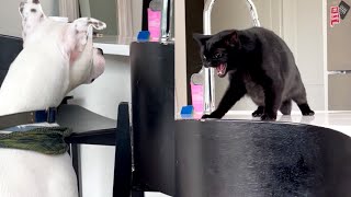 Cat Seeing A Dog For The First Time by Betch 4,410 views 1 year ago 3 minutes, 7 seconds