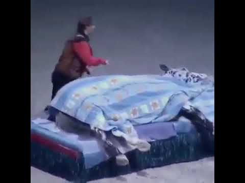 sleeping-horse-on-bed-funny-&-special-|-what's-app-funny-|-special-funny-videos