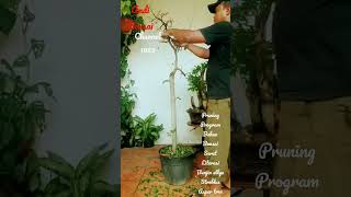 Pruning Program Bahan Bonsai Serut Tegak Lurus Gaya Bunjin