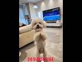 Cutie in mood today #youtubeshorts #viral #dogdance #pets #dancing