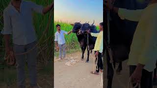 कस काय मित्रांनो बैल 🐂🥰#video #shorts #million #cow #youtube