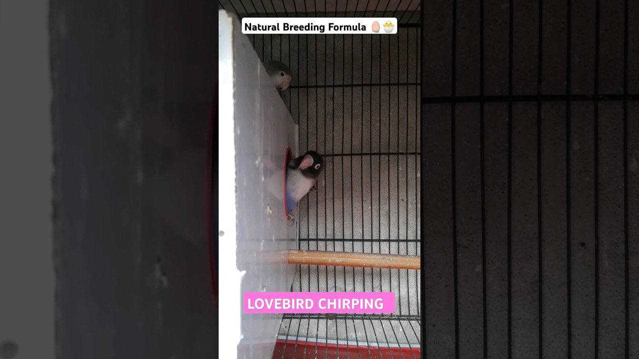 💙😉🥚🐥Natural Lovebird Breeding Formula  