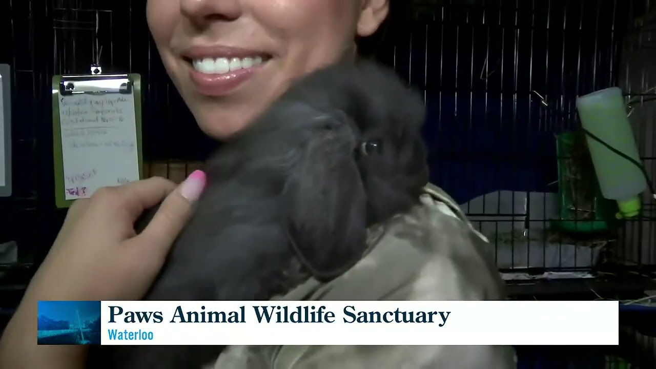 Bunny Bonding in Laurens