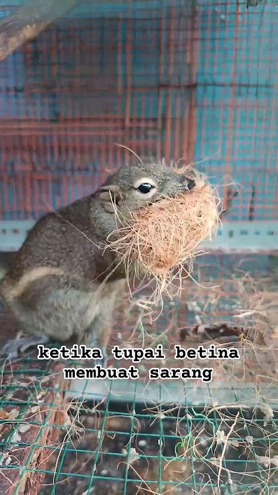 Ternyata begini cara tupai membuat sarang #shorts #squirrel