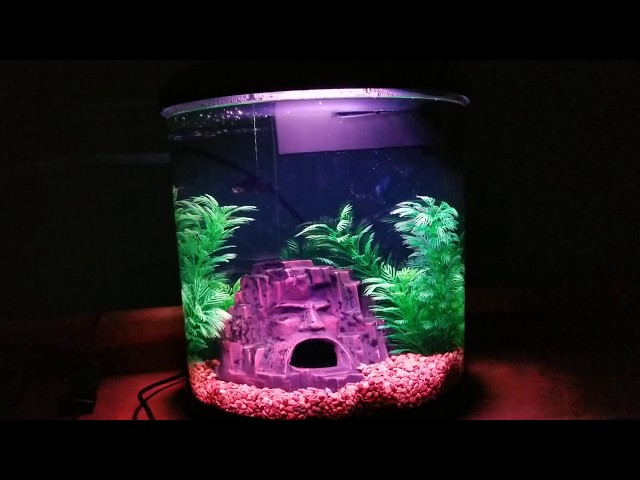 Top Fin Enchant betta tank review 